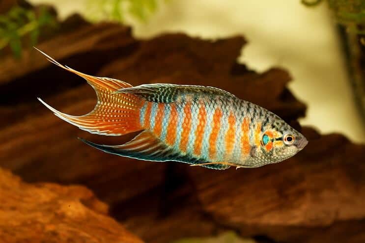 Paradise Fish Vzhled