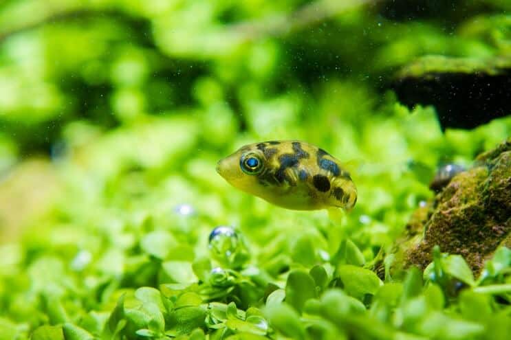 Vzhled hrachu Puffer