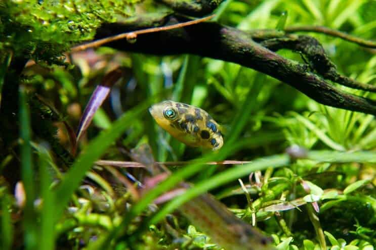 Habitat hrachu Puffer