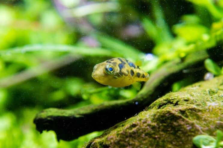 Chov hrachu puffer