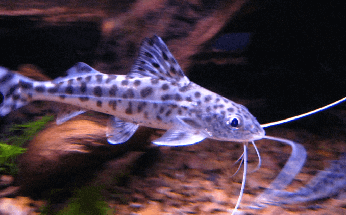 Vzhled Pictus Catfish