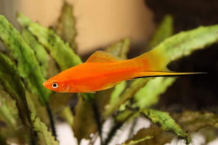 Mečoun Platy Fish