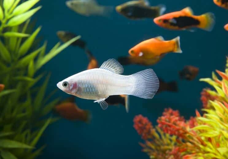 Bílé platy ryby
