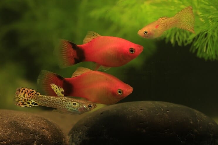 Guppy a Platy