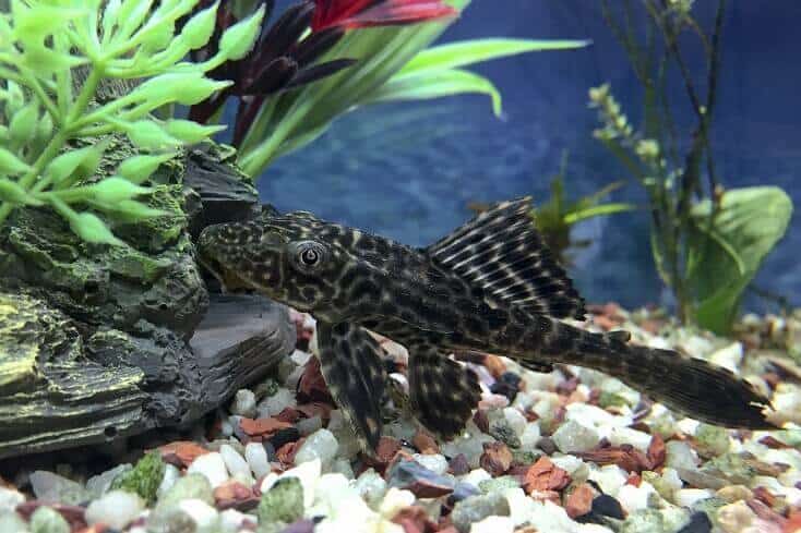 Přehled Plecostomus