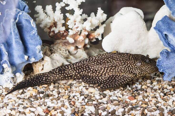 Společný Pleco