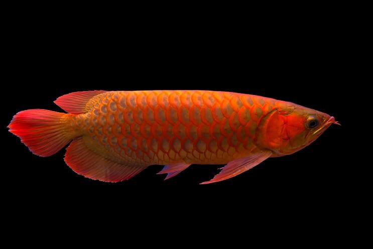 Přehled Red Arowana