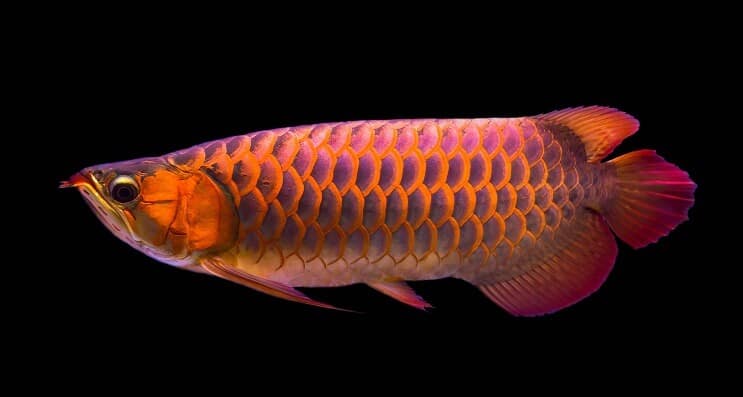 Dieta červená arowana