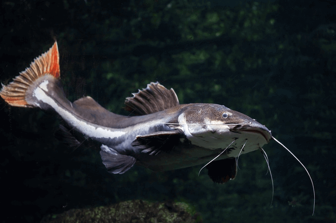 O Redtail Catfish