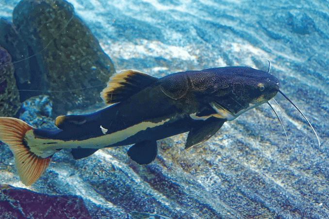 Redtail Sumec Vzhled