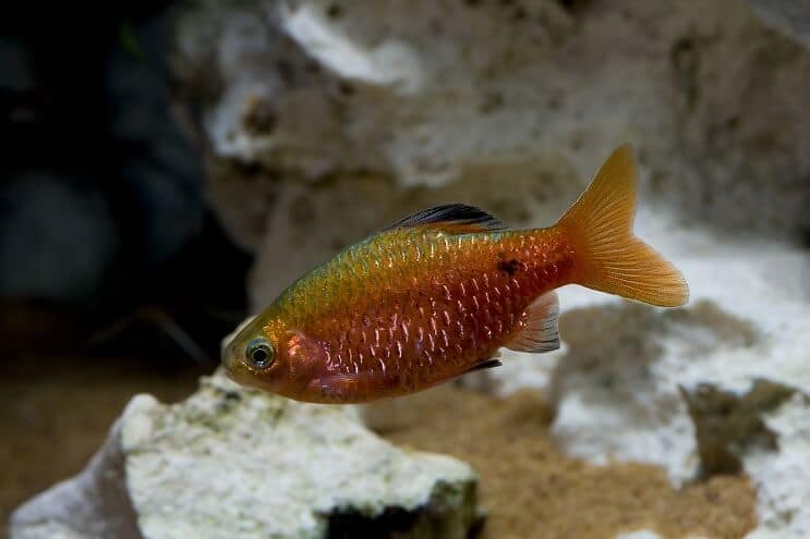 Přehled Rosy Barb
