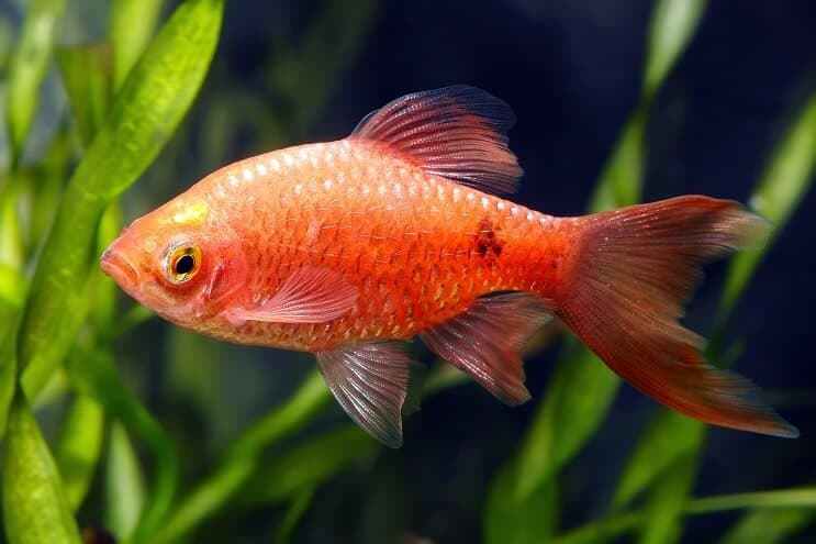 Vzhled Rosy Barb