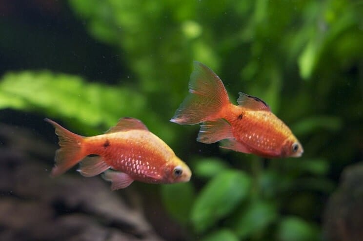 Tank kamarádi Rosy Barb