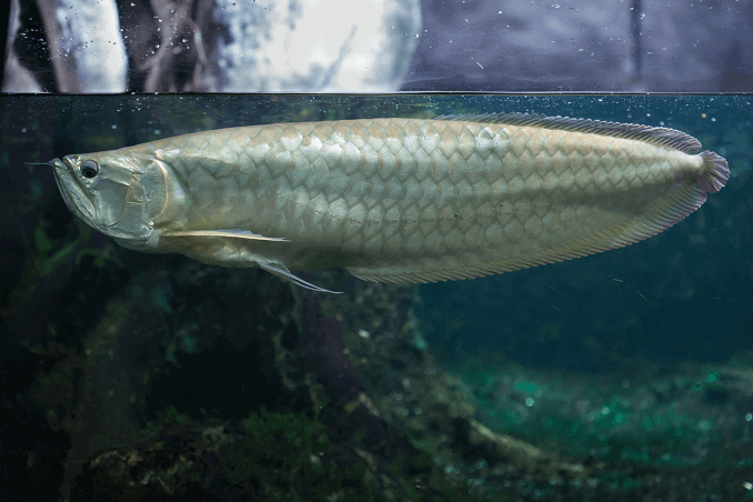 Stříbrná Arowana v tanku