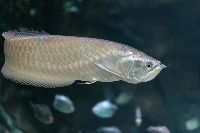 Stříbrná plavání Arowana