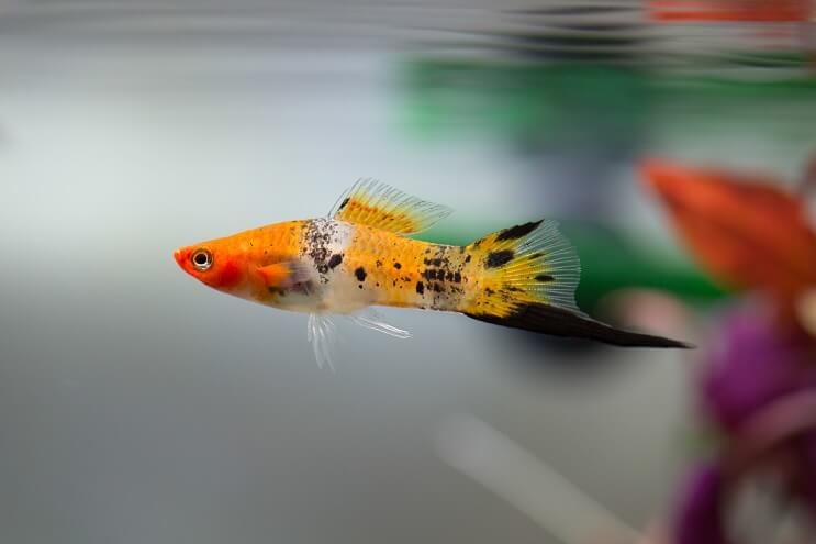 Swordtail Přehled