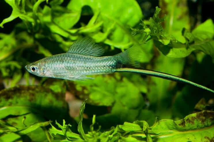 Swordtail Vzhled