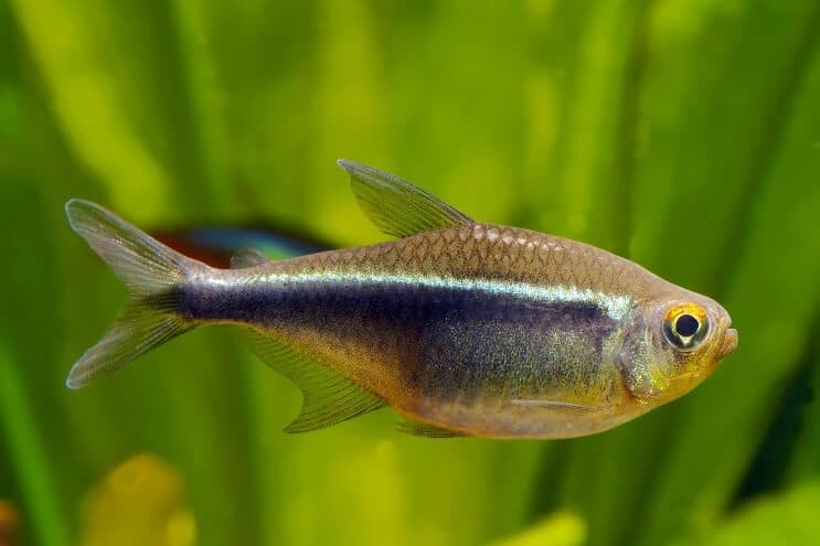 Černá Neon Tetra