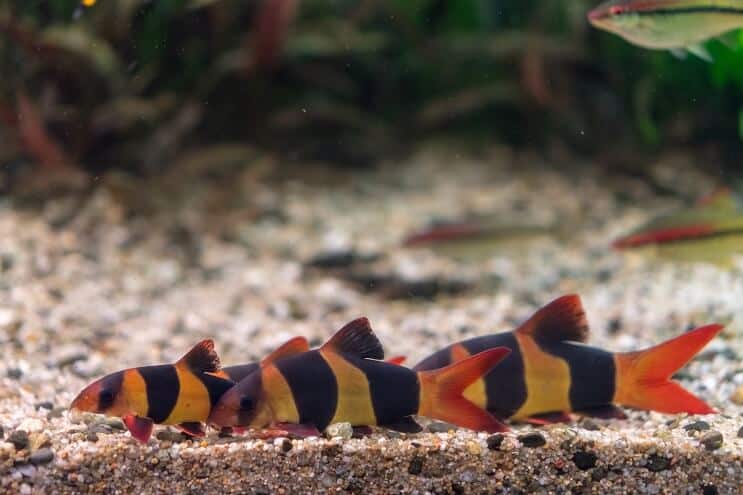 Klaun Loach Tank Mates