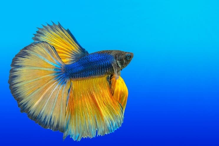 Jak se starat o Bettas