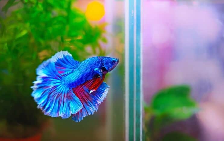 Postavte Betta Tank