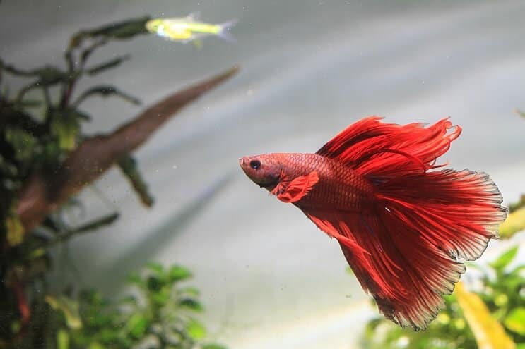 Kamarádi tanku Betta