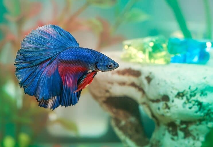 Nemoc ryb Betta