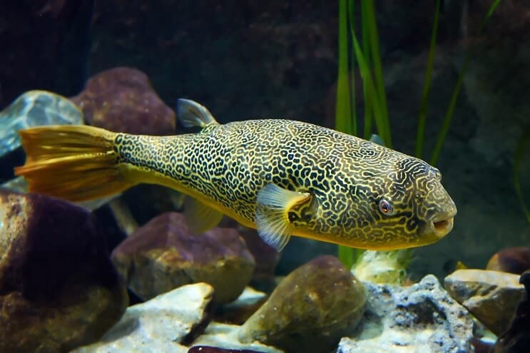 Mbu Puffer ryby zblízka