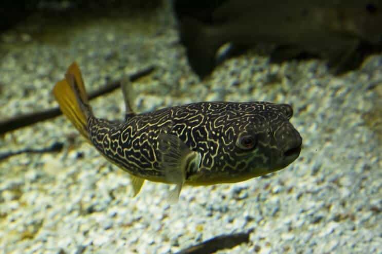 Mbu Puffer ryby