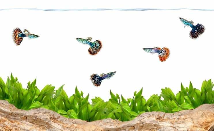 Guppies v akváriu