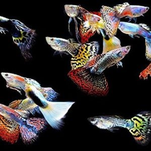 5 mužských guppies pro tropické tanky