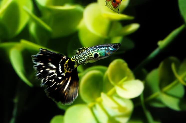 Vzorované ryby Guppy