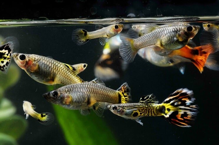 Jak sexovat Guppies