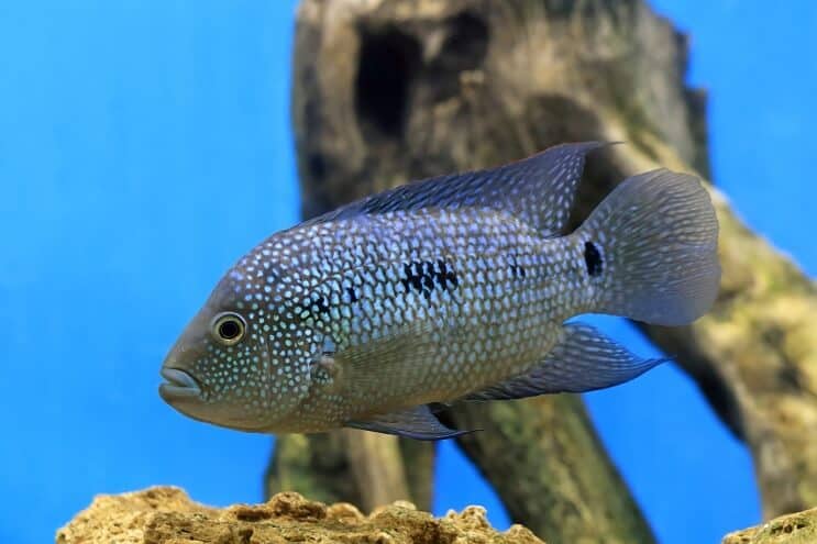 Přehled Texas Cichlid