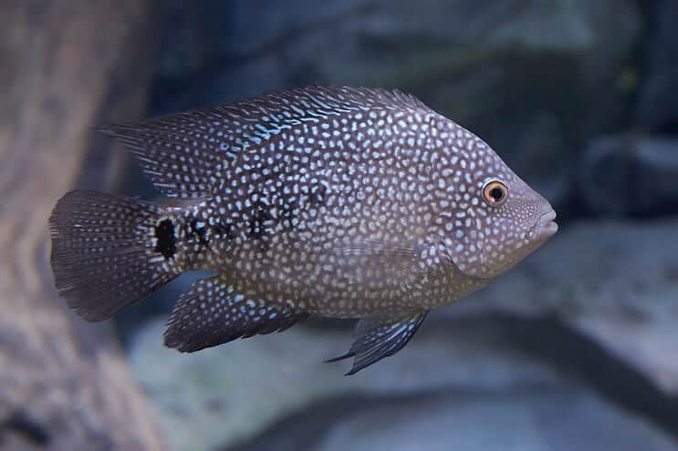 Texas Cichlid Vzhled