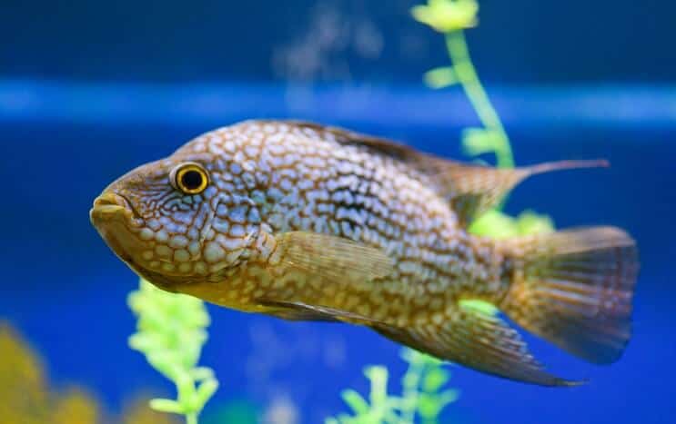 Habitat Texas Cichlid