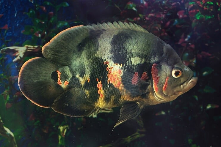 Černý Oscar
