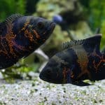 10 krásných druhů nápisu Oscar Fish