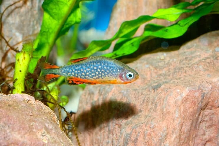 Celestial Pearl Danio Vzhled