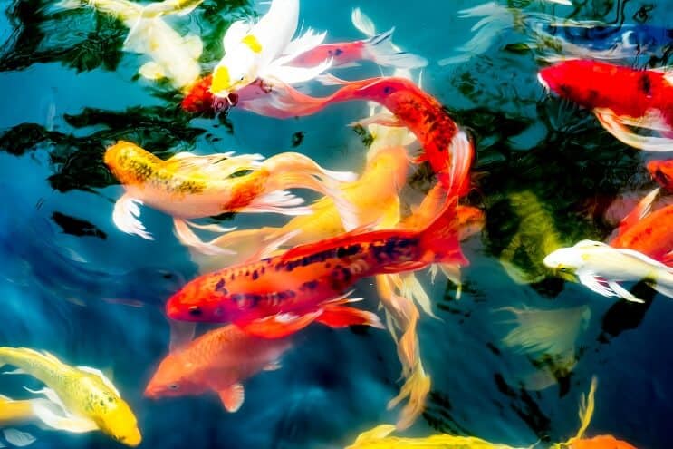 Druhy ryb Koi