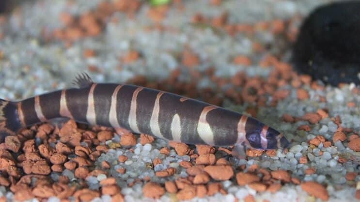 Vzhled Kuhli Loach