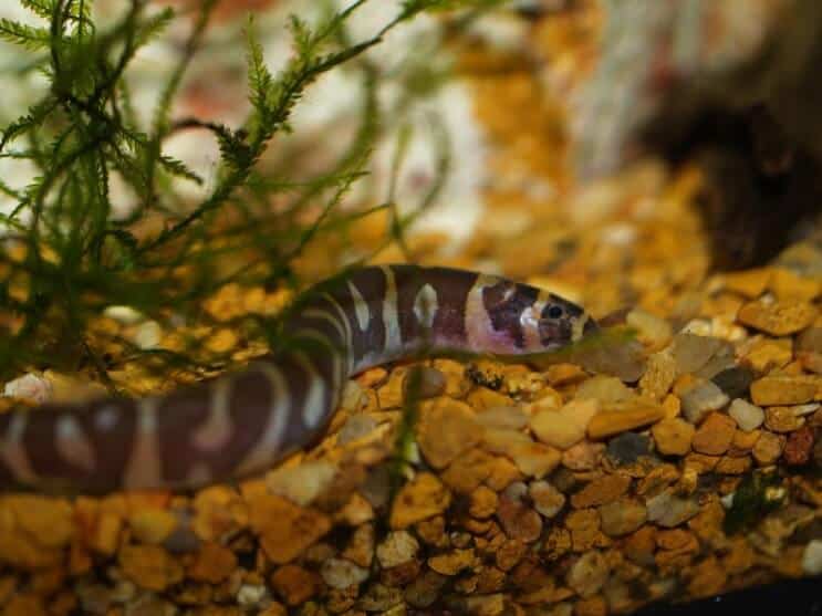 Stanoviště Kuhli Loach