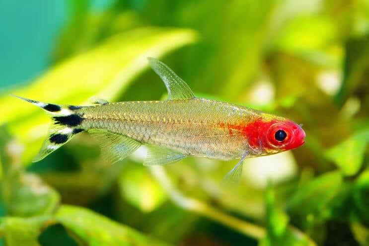 Rummy Nose Tetra Plavání