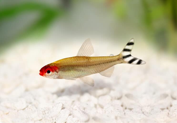 Vzhled Rummy Nose Tetra
