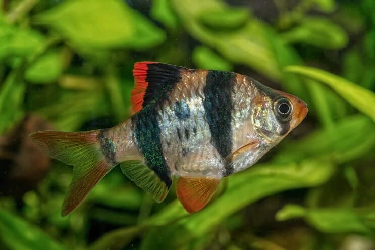 Vzhled tygří Barb