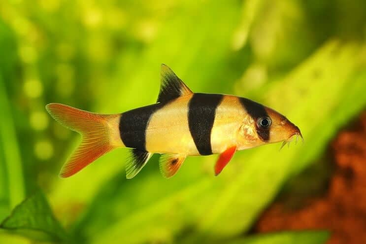 Klaun Loach