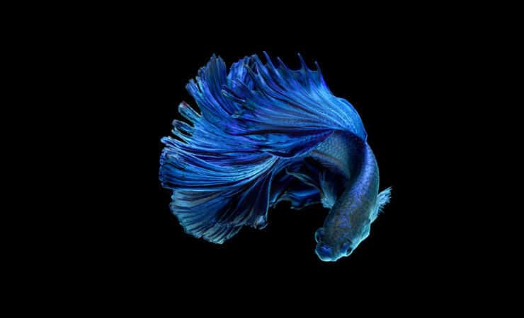 Modré ryby Betta