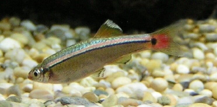 Přehled White Cloud Mountain Minnow