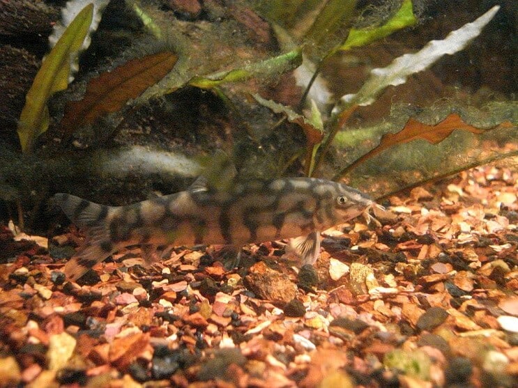 Yoyo Loach Jíst