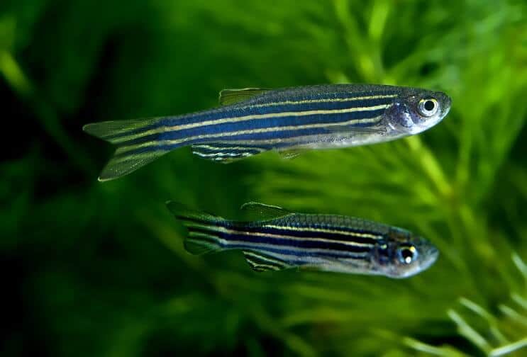Zebra Danios Plavání